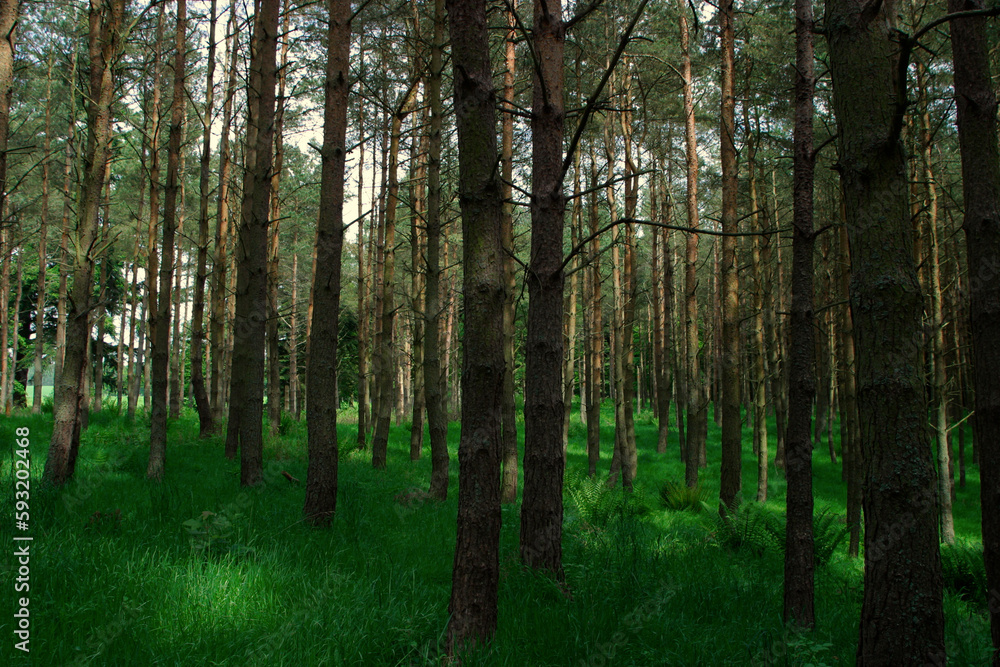 Fototapeta premium Park - Crathes castle - Aberdeenshire - UK