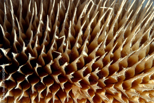 Dipsacus fullonum - dried inflorescence photo