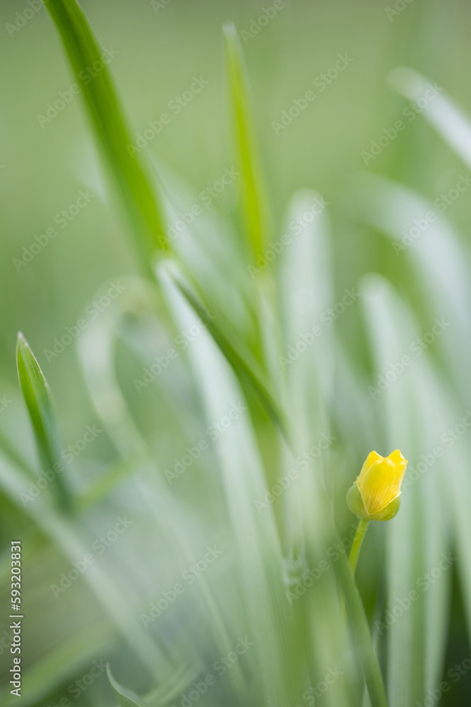 Gelbe Blume Gelbe Blume