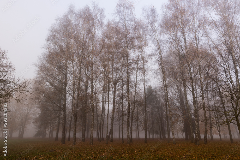 tree trunks without foliage in the autumn season tree trunks without foliage in the autumn season