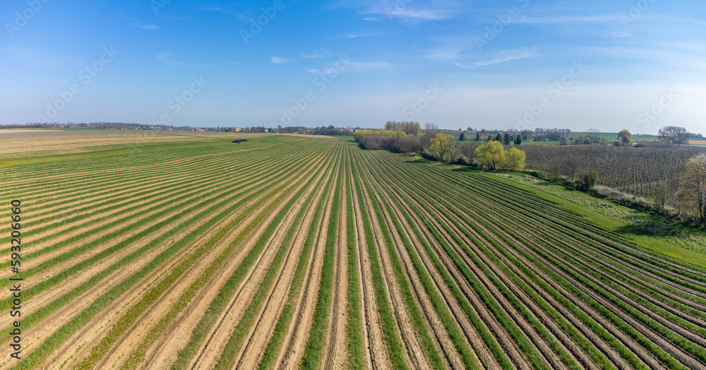 Aeriel view on foeld with rows of green asparagus vegetables, organic farm in Europe