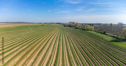 Aeriel view on foeld with rows of green asparagus vegetables  organic farm in Europe