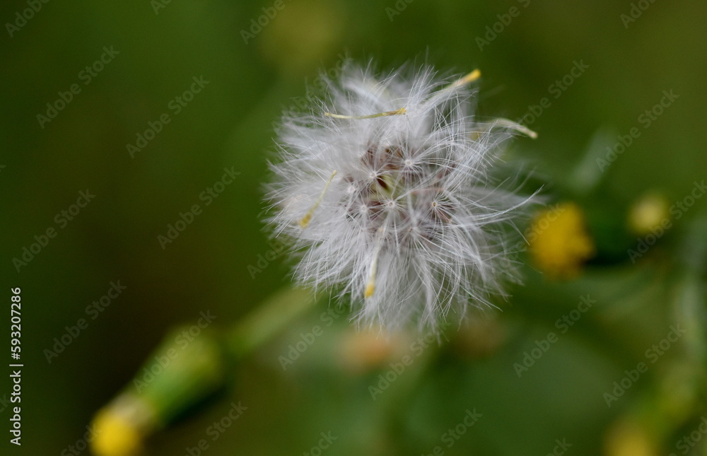 Fototapeta premium Flauschige weiße Samen von Gewöhnlichem Geiskraut