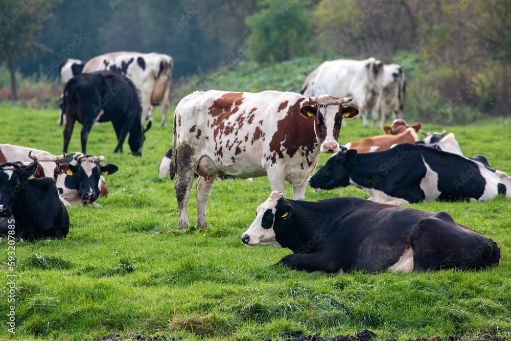 Beautiful view of cows in a green field. Beautiful view of cows in a green field.