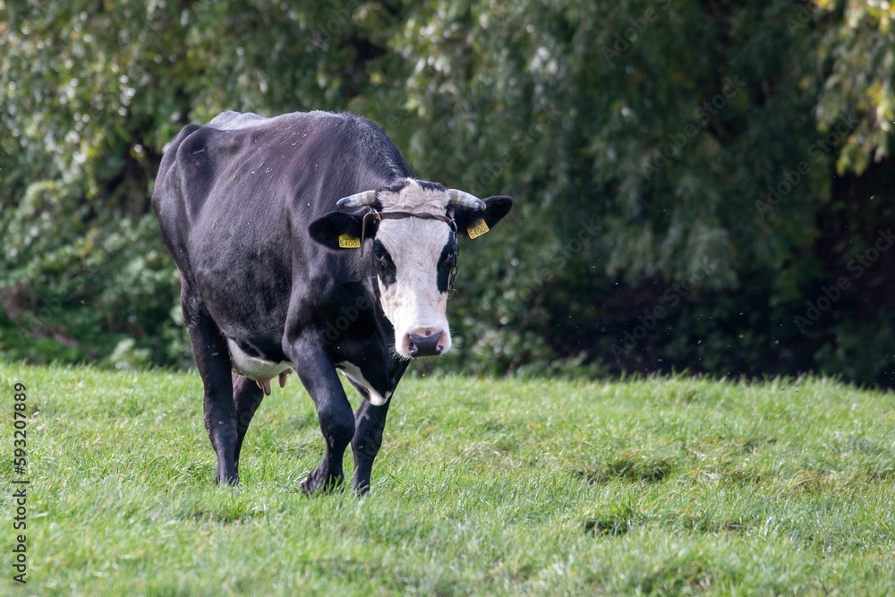 Obraz premium Black and white cow in a green field.