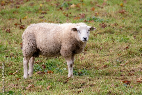 White sheep in a field in autumn.