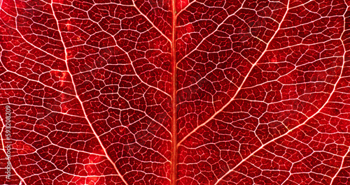 Red leaf texture in Autumn. Macro photography.
