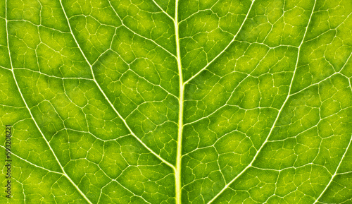 Close-up leaf. Macro photography. Green leaf veins texture.
