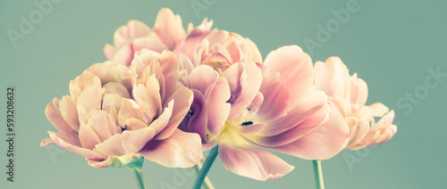 Tulip bouquet, tulips spring flowers close up, blooming pastel pink tulips Easter background, bunch. Beautiful Spring flowers blooming, beauty flower art design. Vintage watercolor Belle Epoque tulips