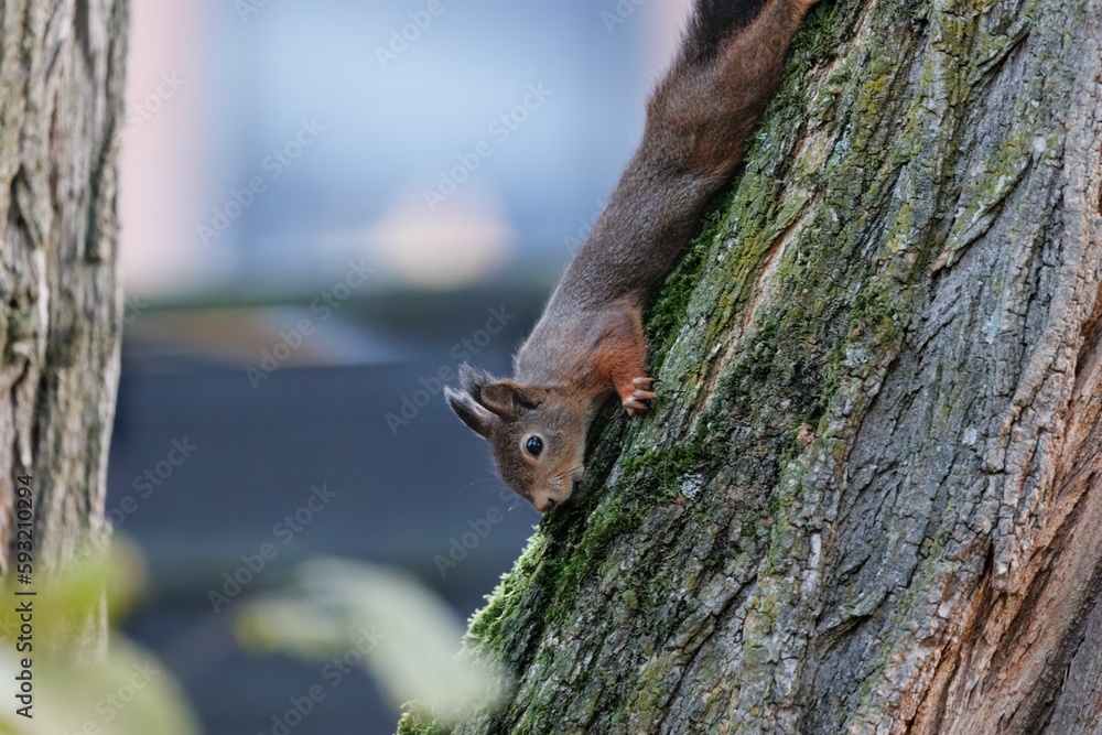 Adorable Red squirrel going down a tree trunk Adorable Red squirrel going down a tree trunk