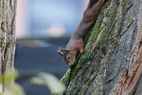 Adorable Red squirrel going down a tree trunk © Andreas Furil/Wirestock Creators