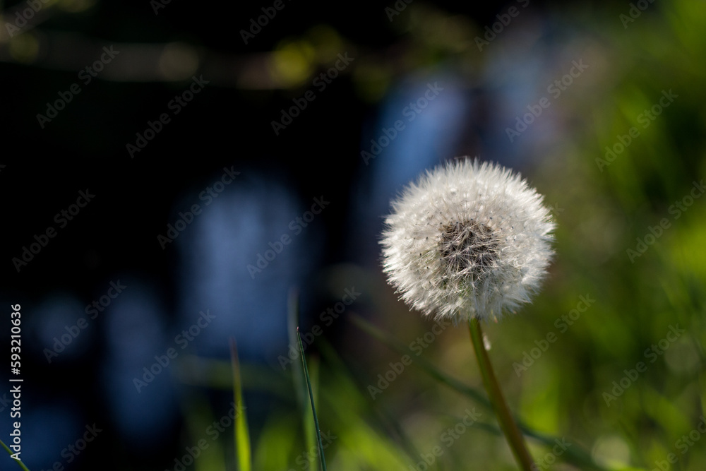 Close up of a dandelion. White dandelion flower in green grass on the background a water channel. High quality photos Close up of a dandelion. White dandelion flower in green grass on the background a water channel. High quality photos