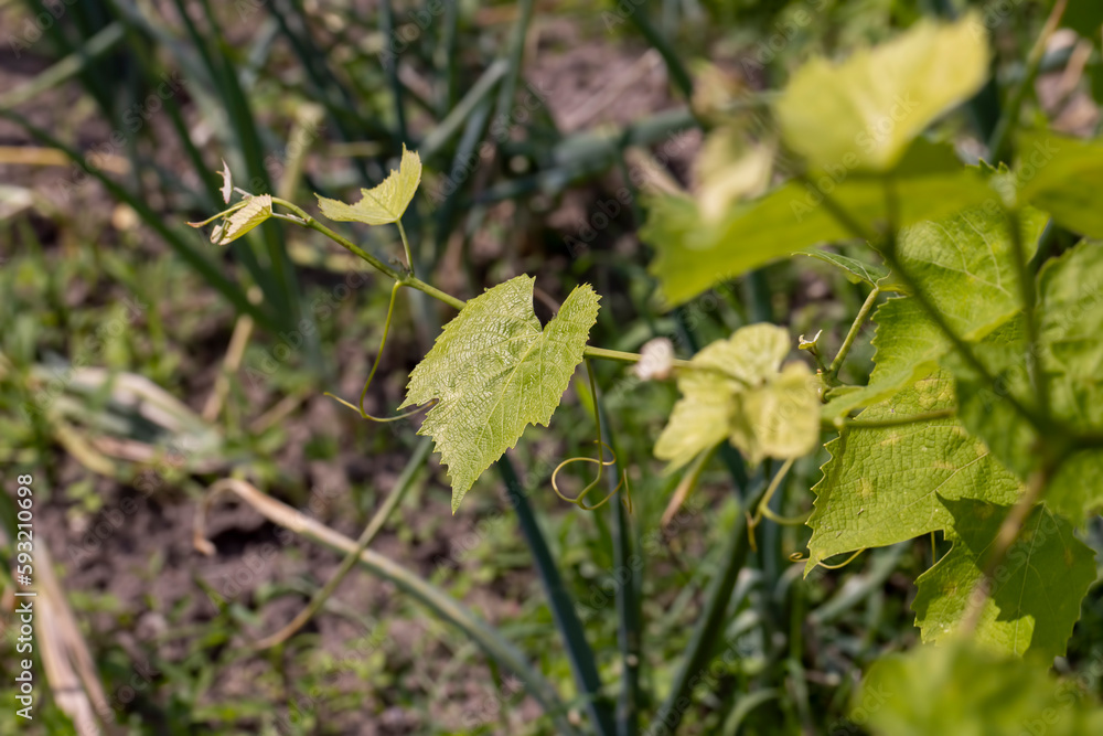 Green foliage on the branches of a vineyard in spring Green foliage on the branches of a vineyard in spring