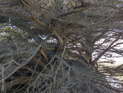 bare twisted pine branches on the cliffs of Half Moon Bay coast