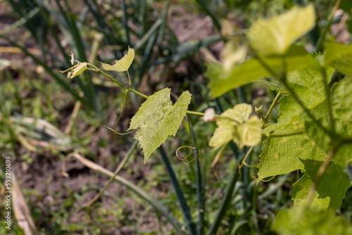 Green foliage on the branches of a vineyard in spring