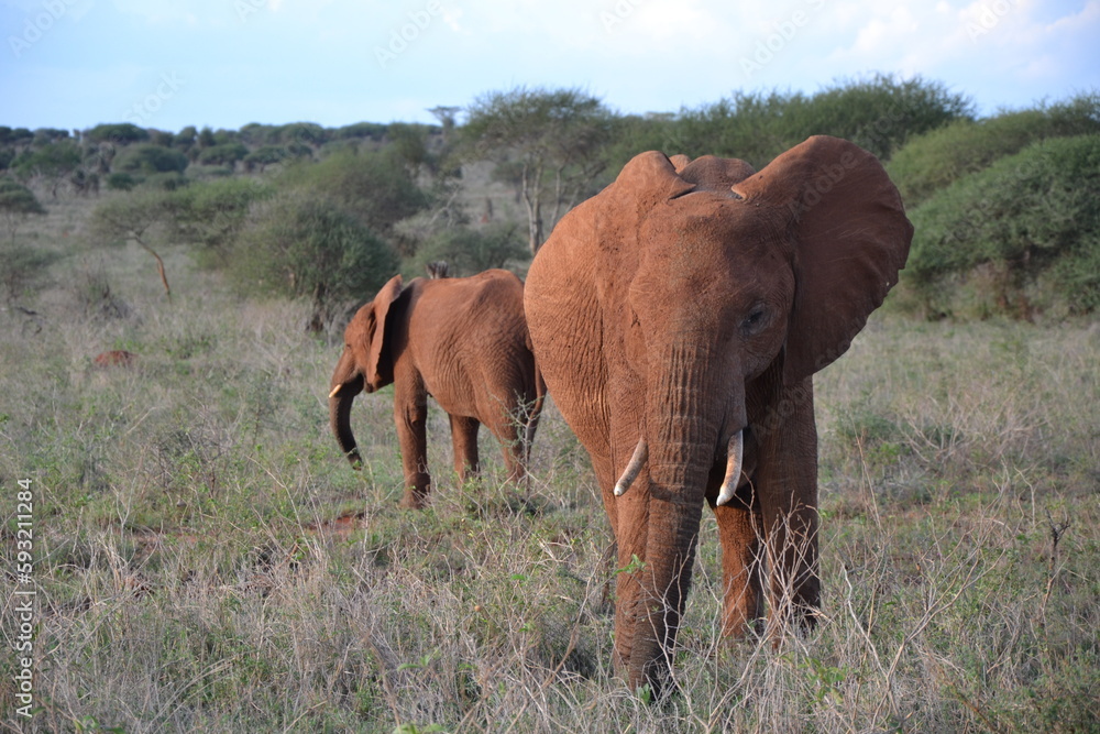 momma elephant and her adolescent