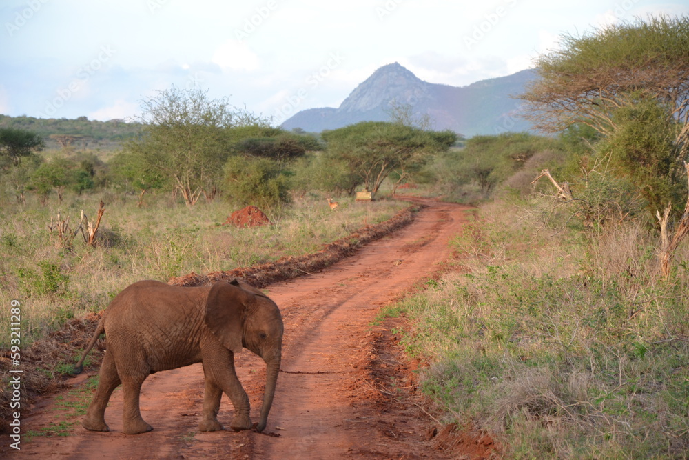 Obraz premium baby elephant at Tsavo national park, Kenya