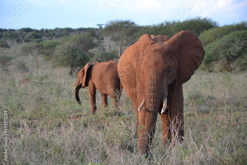 momma elephant and her adolescent