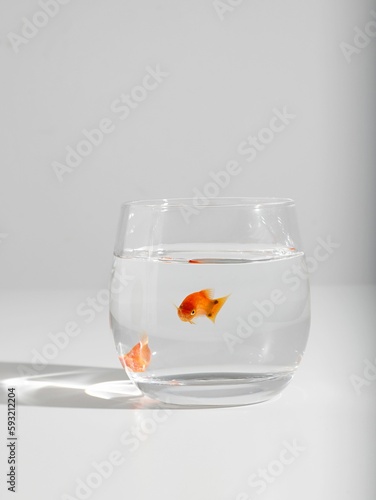 Vertical shot of a goldfish in a small glass on a white background