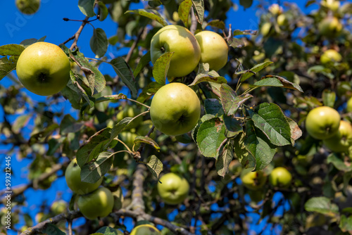Ripe apples hanging on a tree in the orchard