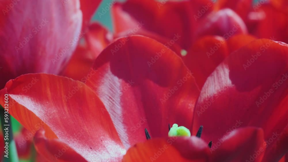 Tulip flowers blooming in the garden Tulip flowers blooming in the garden