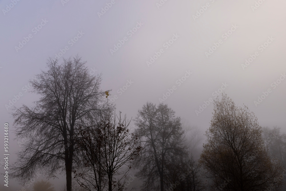 Bare deciduous trees in autumn cold weather Bare deciduous trees in autumn cold weather