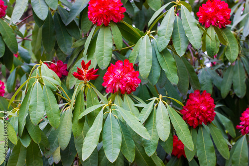 Red pink flower buds  flowering shrub bush Rhododendron X Clivianum  Ericaceae  in a Royal Botanical Garden in spring day. Floral wallpaper. Blossoming nature awaking. Cultivation and growing plants.