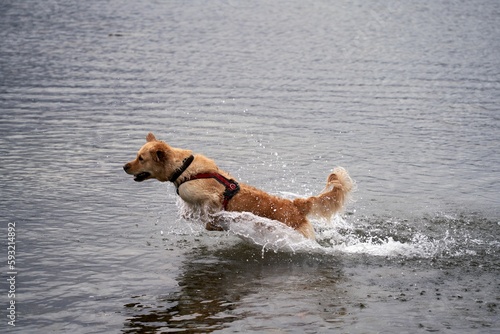 Cute golden retriever running and playing with water on the seashore