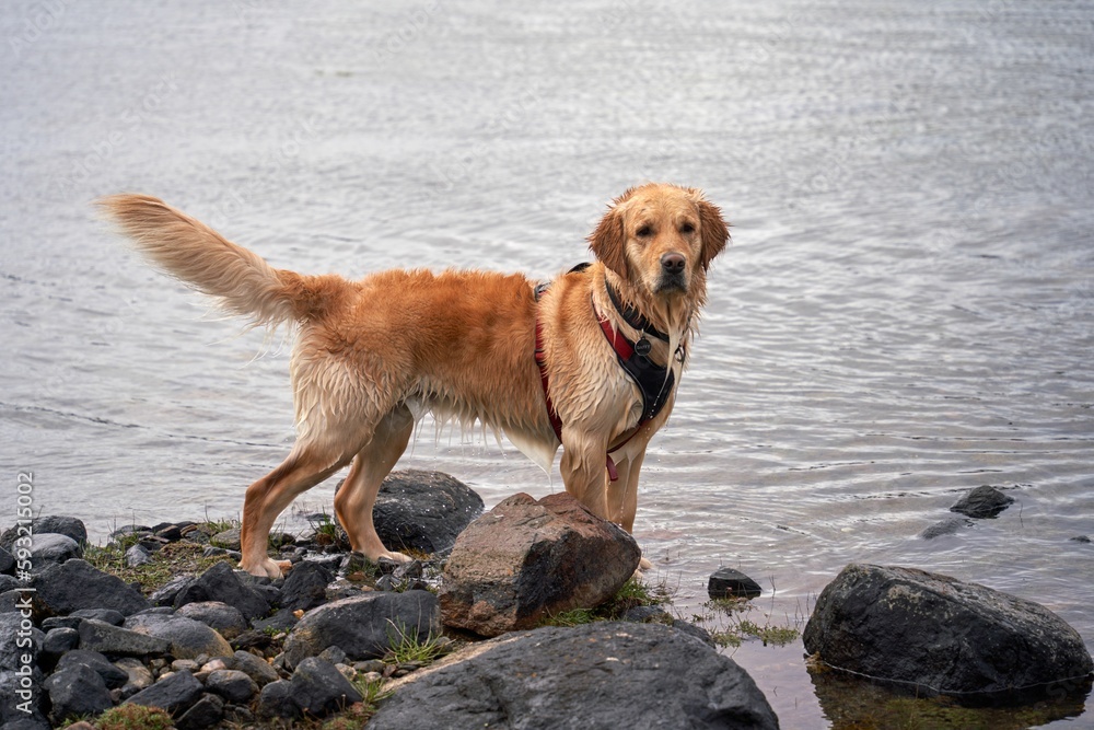 Vertical shot of a cute golden retriever running and playing with water on the seashore Vertical shot of a cute golden retriever running and playing with water on the seashore