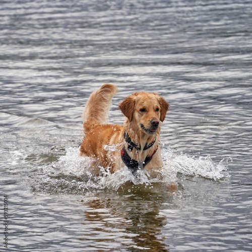 Vertical shot of a cute golden retriever running and playing with water on the seashore