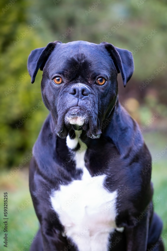 Vertical shot of an adult black boxer dog sitting on a field