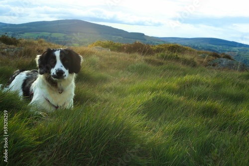 Cute collie dog lying on a greenfield against a mountain landscape in Wicklow, Ireland © David Doyle/Wirestock Creators