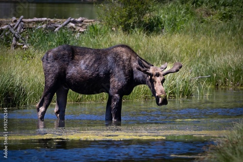 Moose on a river in the Tetons mountain ranges in Wyoming  USA