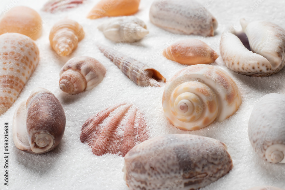 Seashells on the seashore and summer beach Seashells on the seashore and summer beach