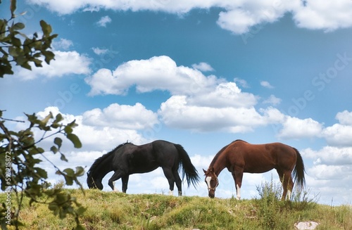 Horses grazing in nature © Juan José Alvarado Mendieta/Wirestock Creators