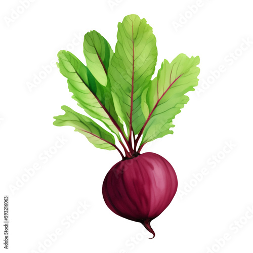 Beetroot with Leaves Isolated Hand Drawn Painting Illustration