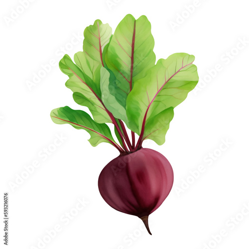 Beetroot with Leaves Isolated Hand Drawn Painting Illustration