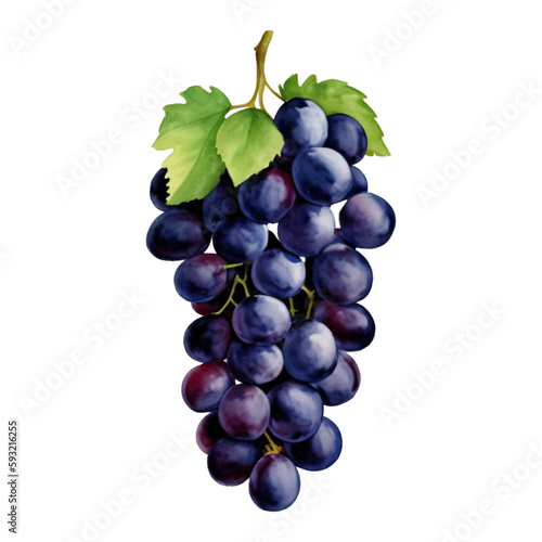 Purple Grapes with Leaves Isolated Hand Drawn Painting Illustration