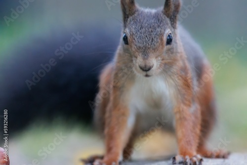 Closeup shot of a red squirrel on a rock.