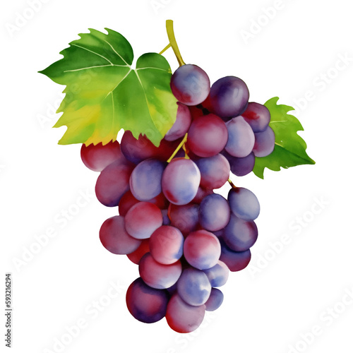 Purple Grapes with Leaves Isolated Hand Drawn Painting Illustration