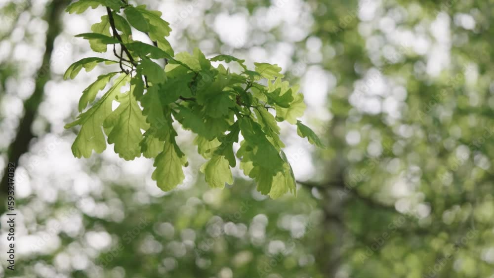 Slow motion spring oak branch with leaves Slow motion spring oak branch with leaves