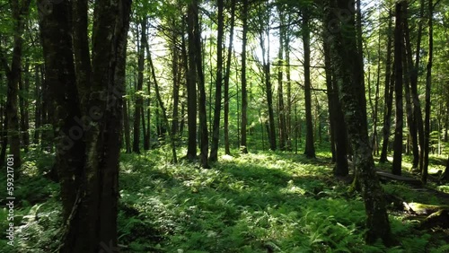 Wallpaper Mural Natural landscape of a forest at sunlight Torontodigital.ca