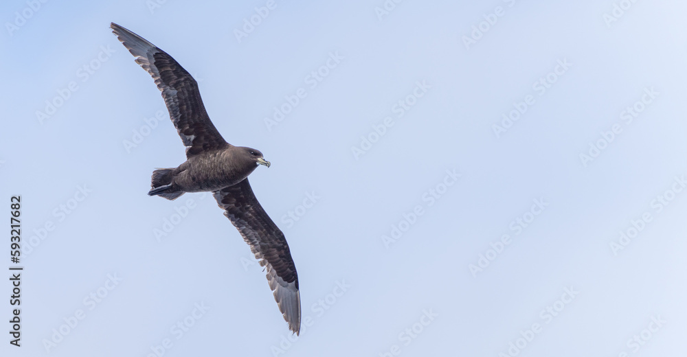 Nahaufnahme eines Falklandskua (Catharacta antarctica) im Flug über das südliche Meer der AntarktisMeer