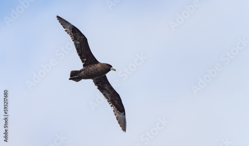 Nahaufnahme eines Falklandskua  Catharacta antarctica  im Flug   ber das s  dliche Meer der AntarktisMeer