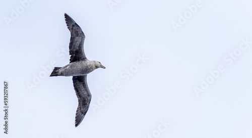 Nahaufnahme eines Riesensturmvogel (Macronectes giganteus) im Flug über das südliche Meer der AntarktisMeer