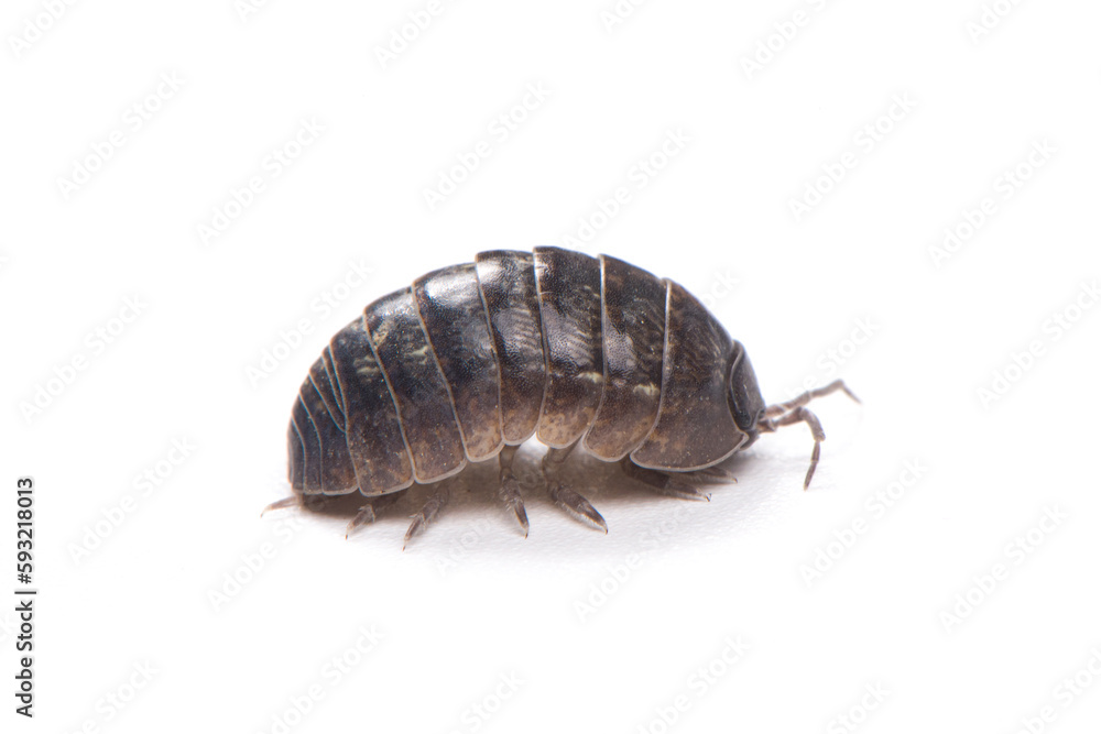 pill bug or sow bug,Armadillidium vulgare isolated on white background. pill bug or sow bug,Armadillidium vulgare isolated on white background.