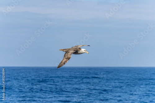 Nahaufnahme eines Riesensturmvogel (Macronectes giganteus) im Flug über das südliche Meer der AntarktisMeer photo