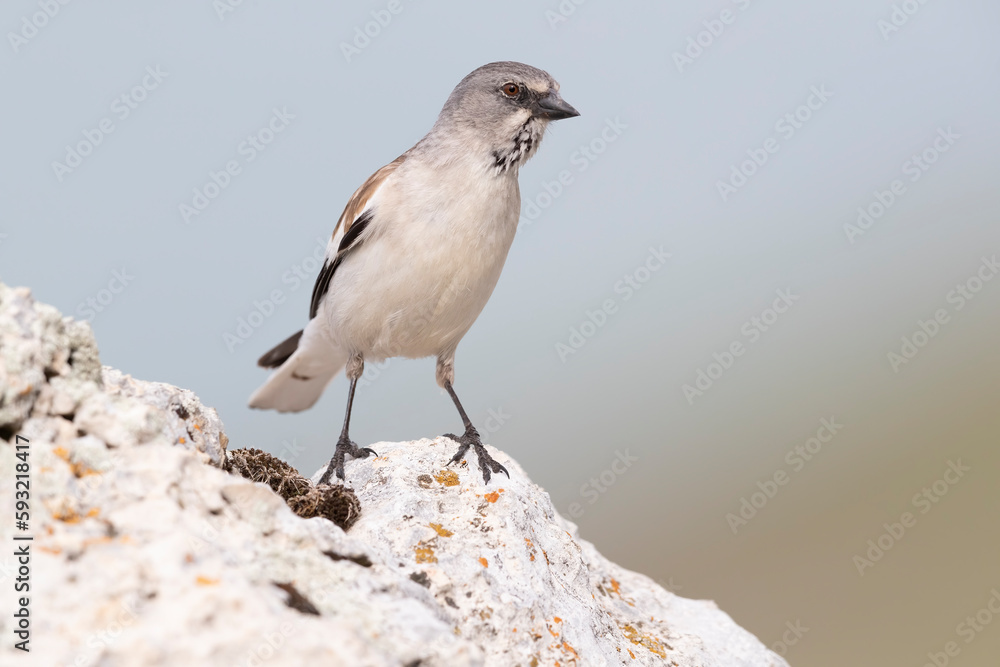 The white-winged snowfinch (Montifringilla nivalis), or snowfinch, is a small passerine bird that lives at high altitudes. The white-winged snowfinch (Montifringilla nivalis), or snowfinch, is a small passerine bird that lives at high altitudes.