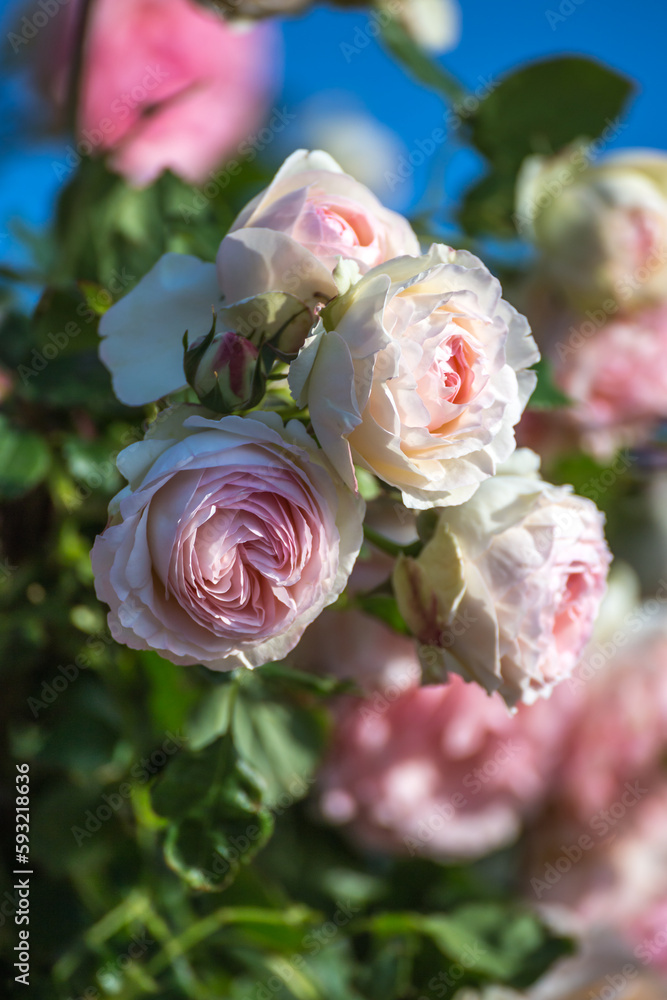 Fototapeta premium バラの花 屋外撮影