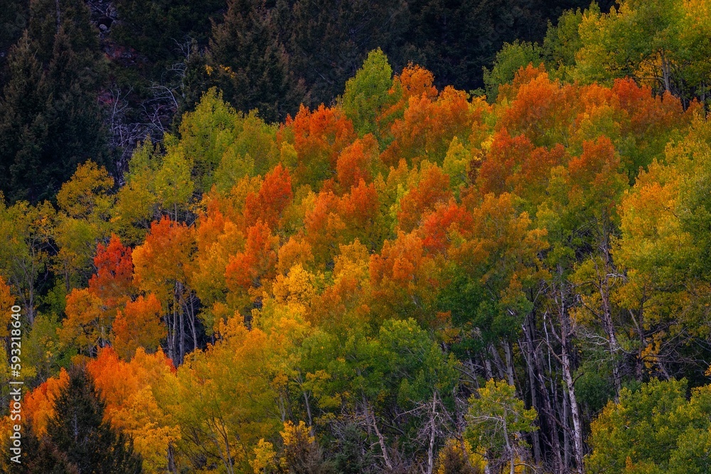 Landscape scene of Colorful Foilage yellow and green trees in the forest in Idaho